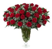 Blushing roses